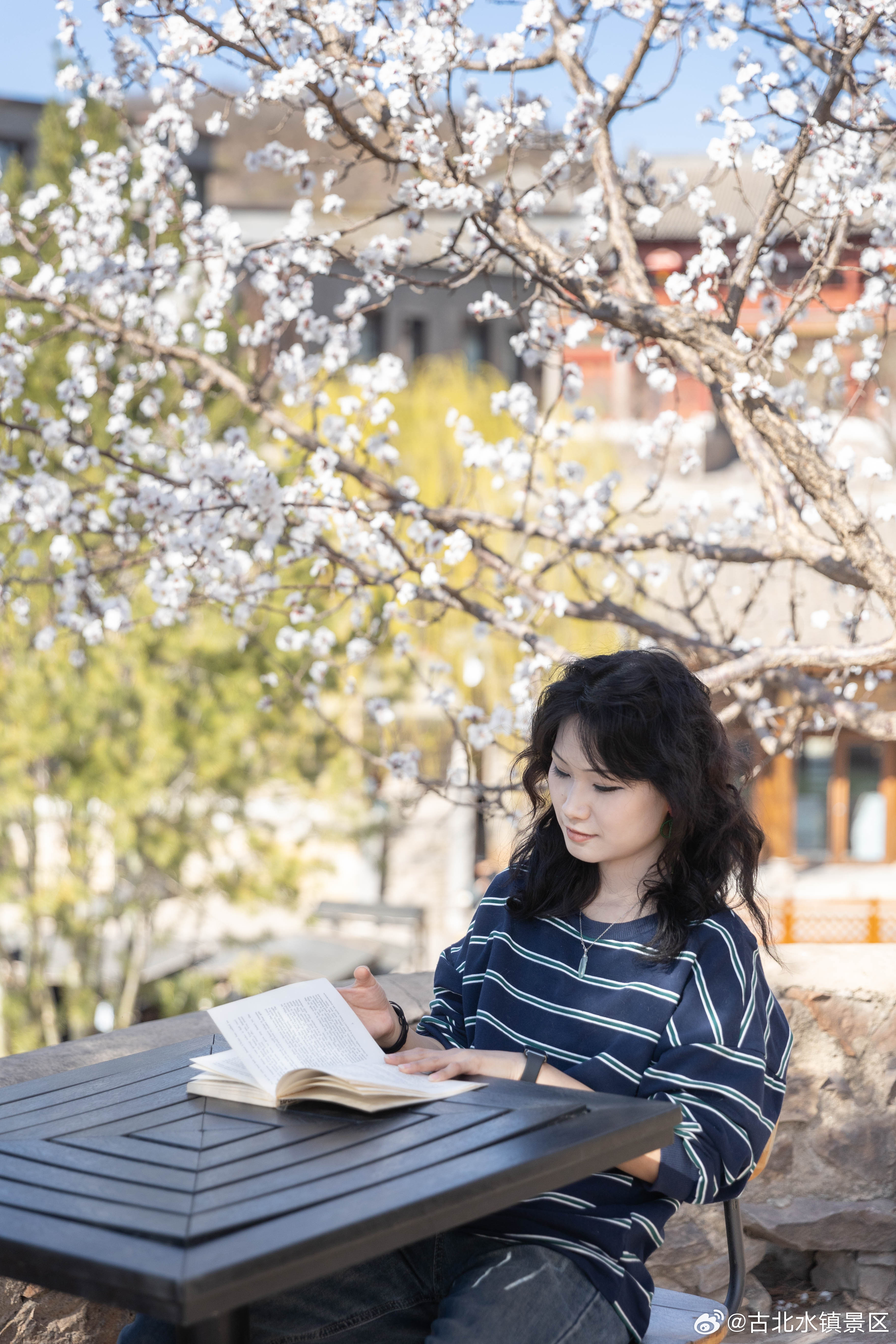 春风如贵客，一到便繁华。早安，宝子们～#古北水镇# #司马台长城#  #长城下的