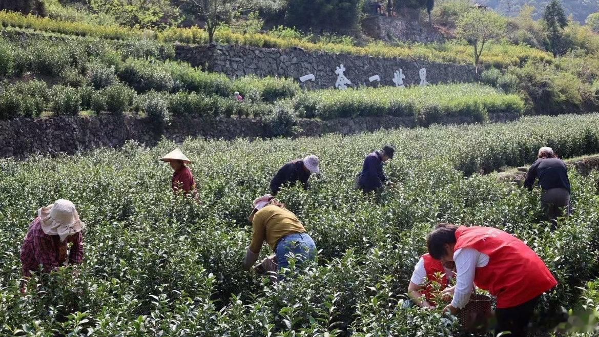 台州这个共富茶坊让深山茶香飘出好价钱天台雷峰乡以茶兴富，专班拓销路、山海协作稳收