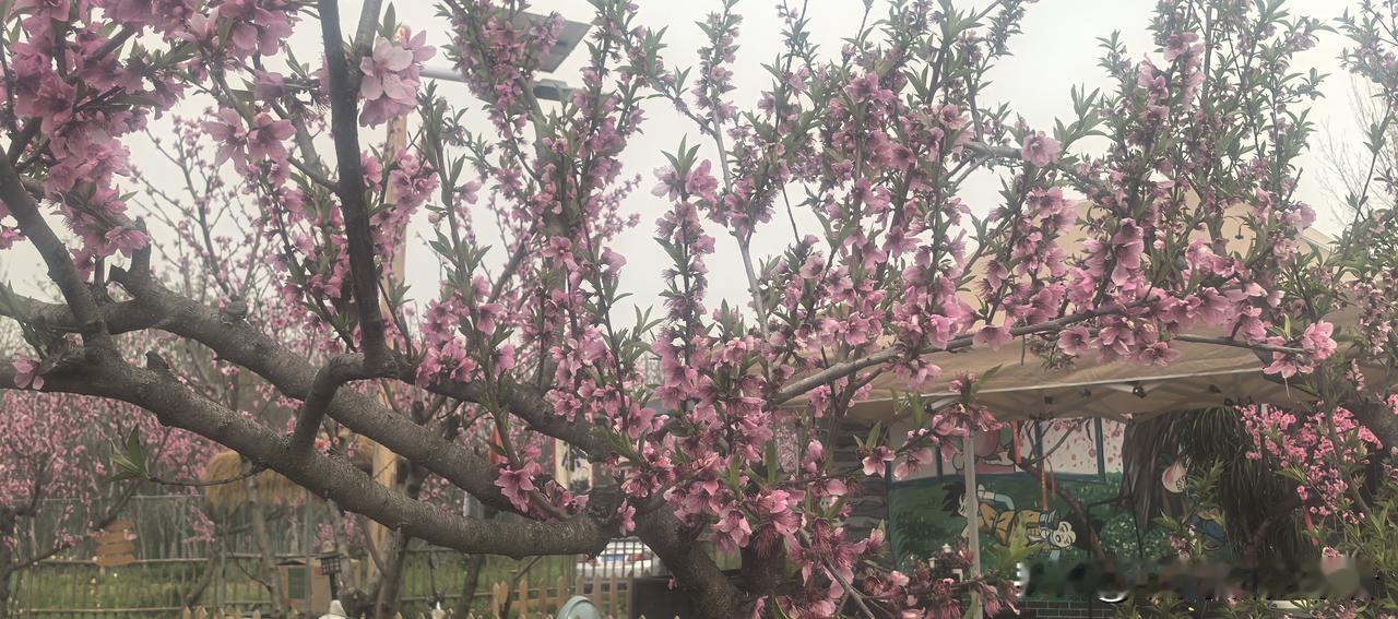 桃花分享一张你拍的花吧。桃花盛开的地方就是我们的动力[赞][赞][赞]