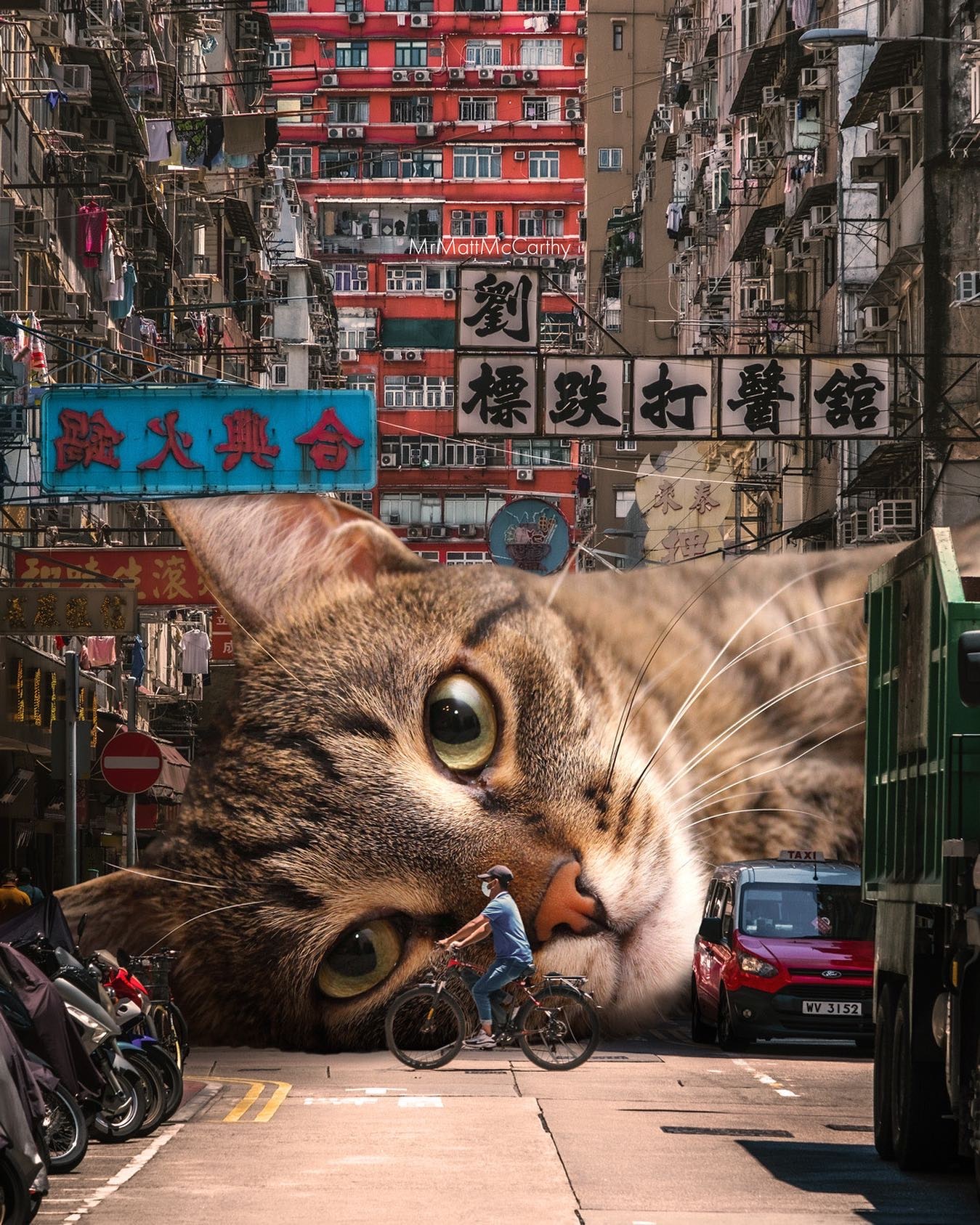 你瞅啥～🐱 ​​​