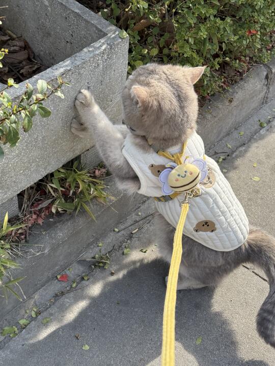 又到了溜猫的季节！