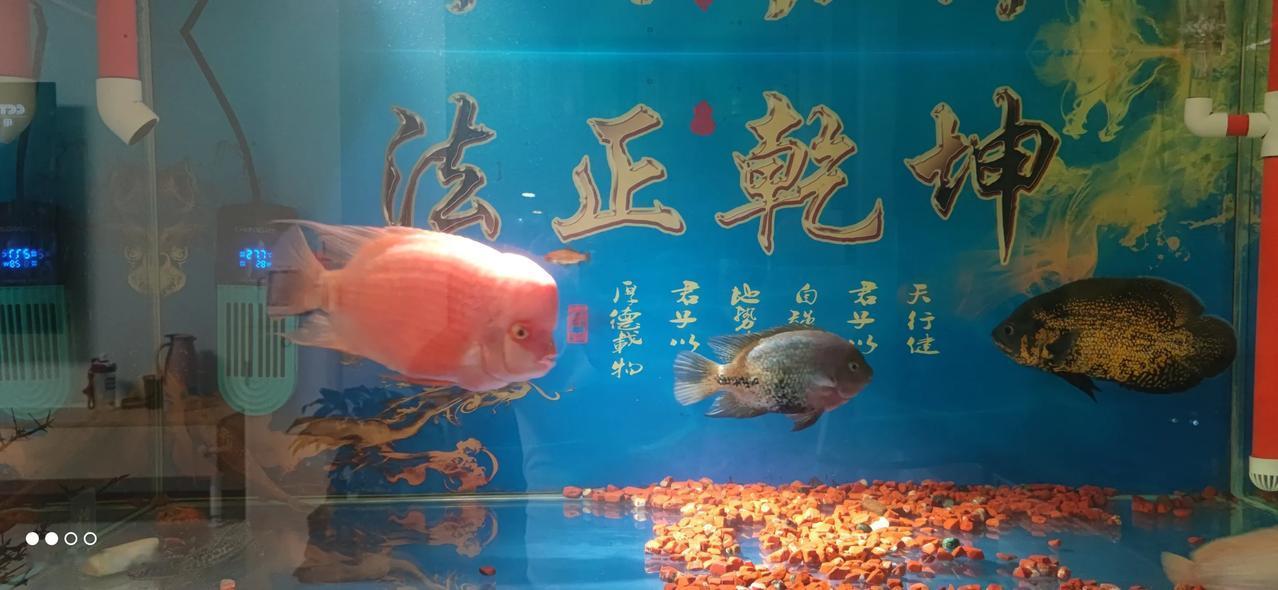 实习律师第161天
        实习律师一定要注重修身，因为行业人员素质是参