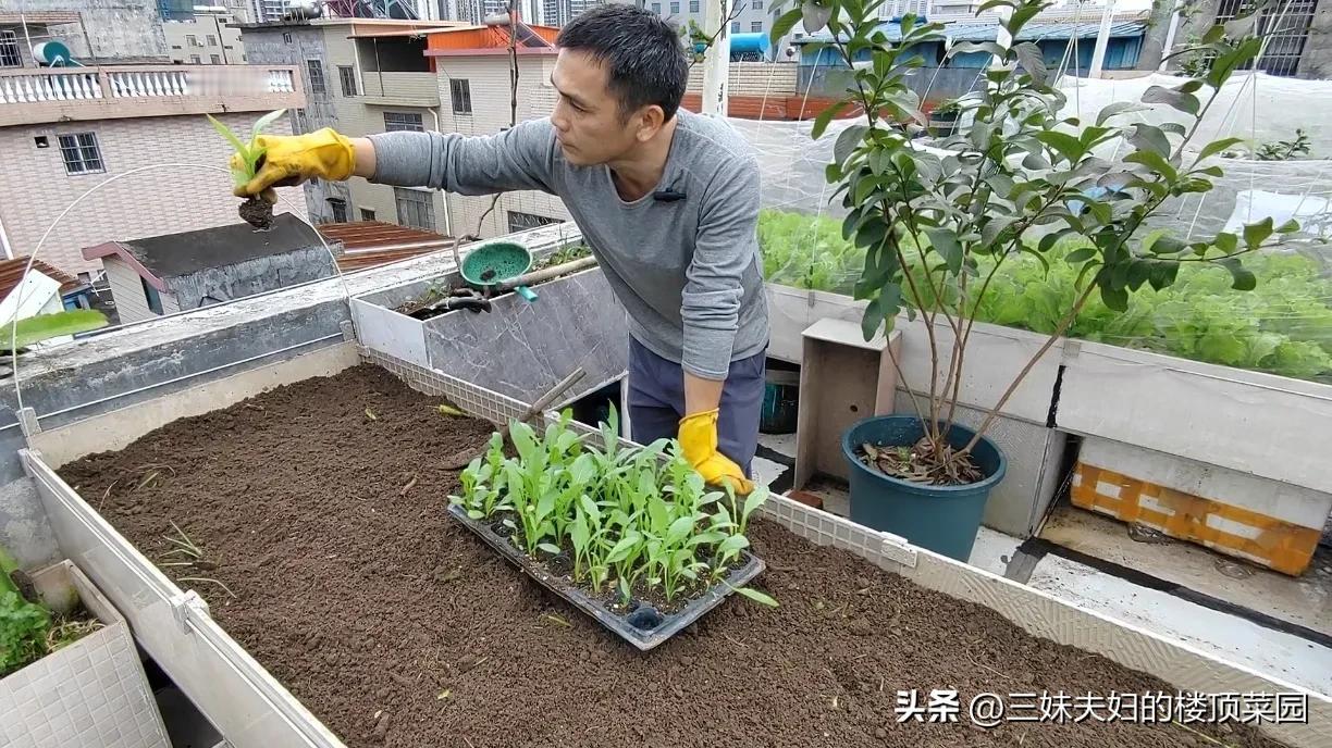 #春天蔬菜,啥时候育苗?#春天种蔬菜，二月三月育苗适合，一般青菜提前2-3周育苗