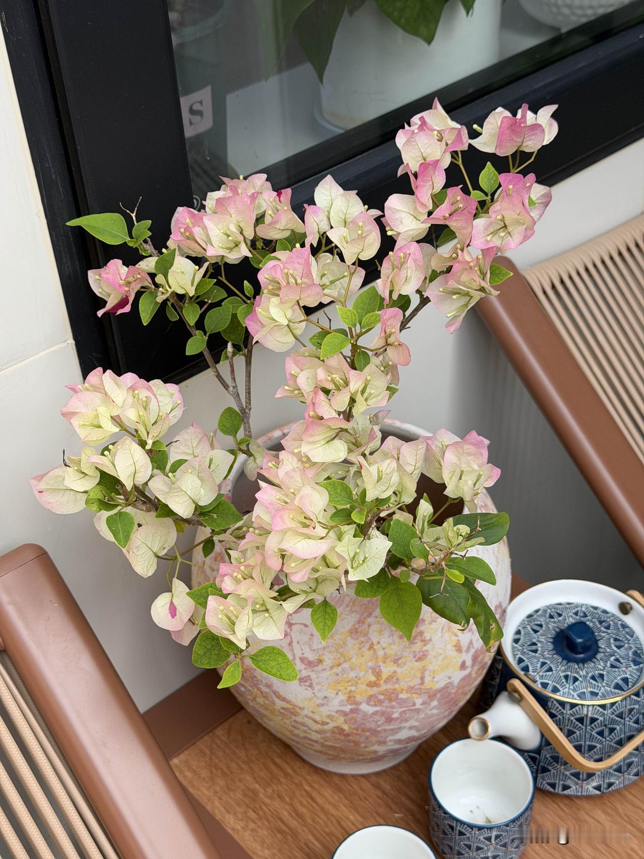 家里养的三角梅，这还不是全部，入坑三角梅无法自拔。