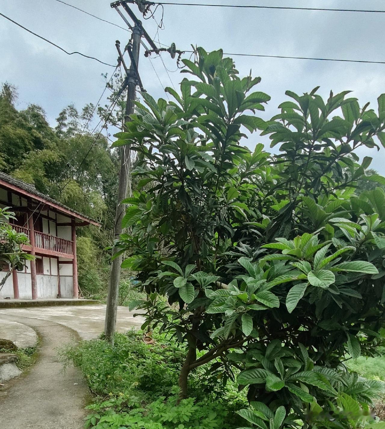 94岁独居老爷子，昏迷一小时

我家老倔头，每天晚上都跟老爷子打电话聊天。

老