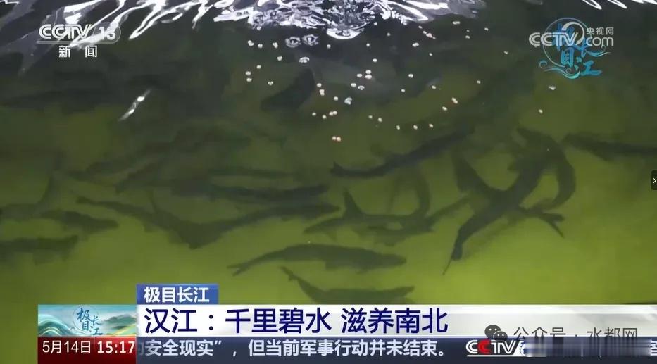 央视聚焦丹江口这件事 5月14日由丹江口市融媒体中心协助拍摄的《汉江：千里碧水 