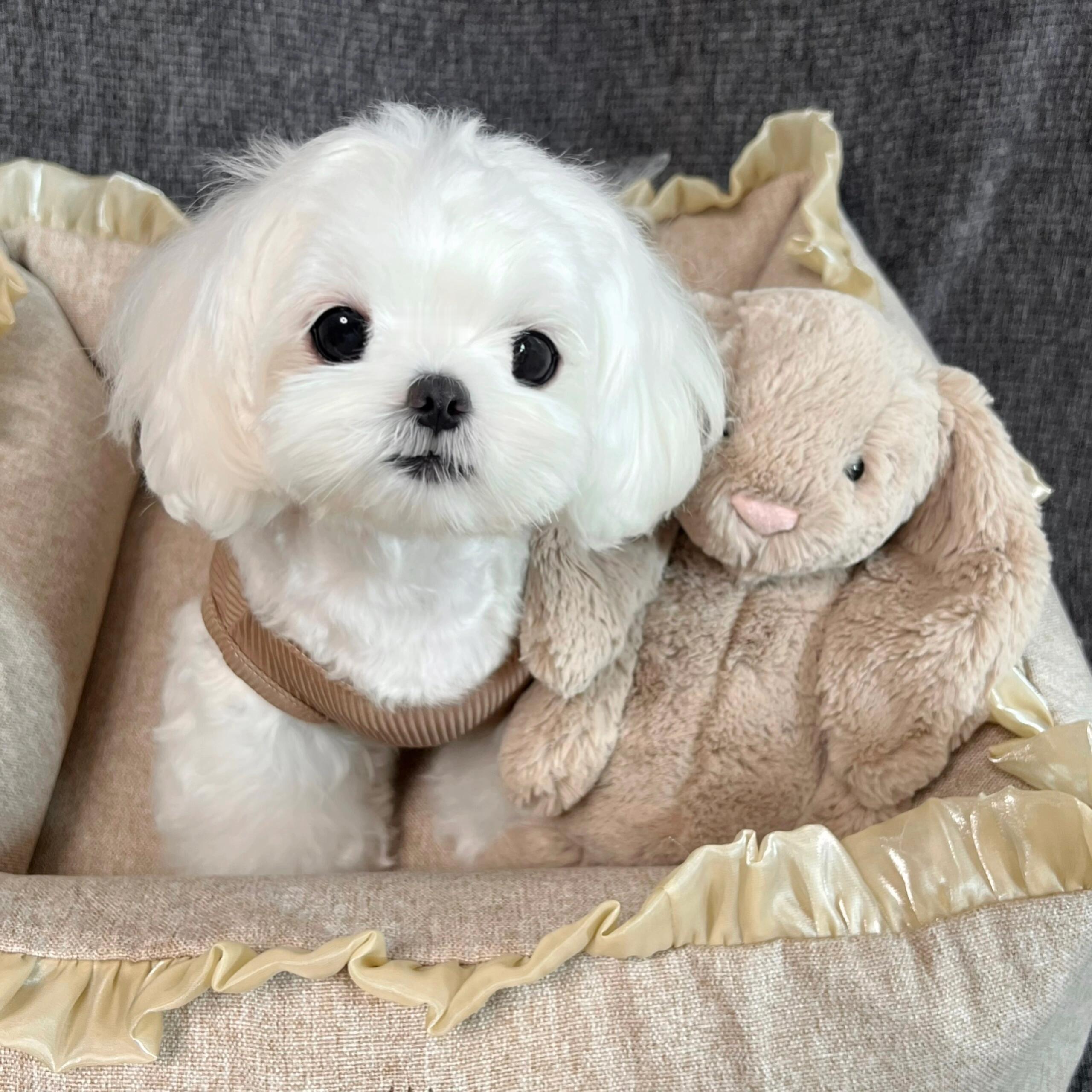怎么会有睡觉要搂兔兔的小狗啊！||给了宝宝小兔子🐰她一把搂进怀里不撒手 ​​​