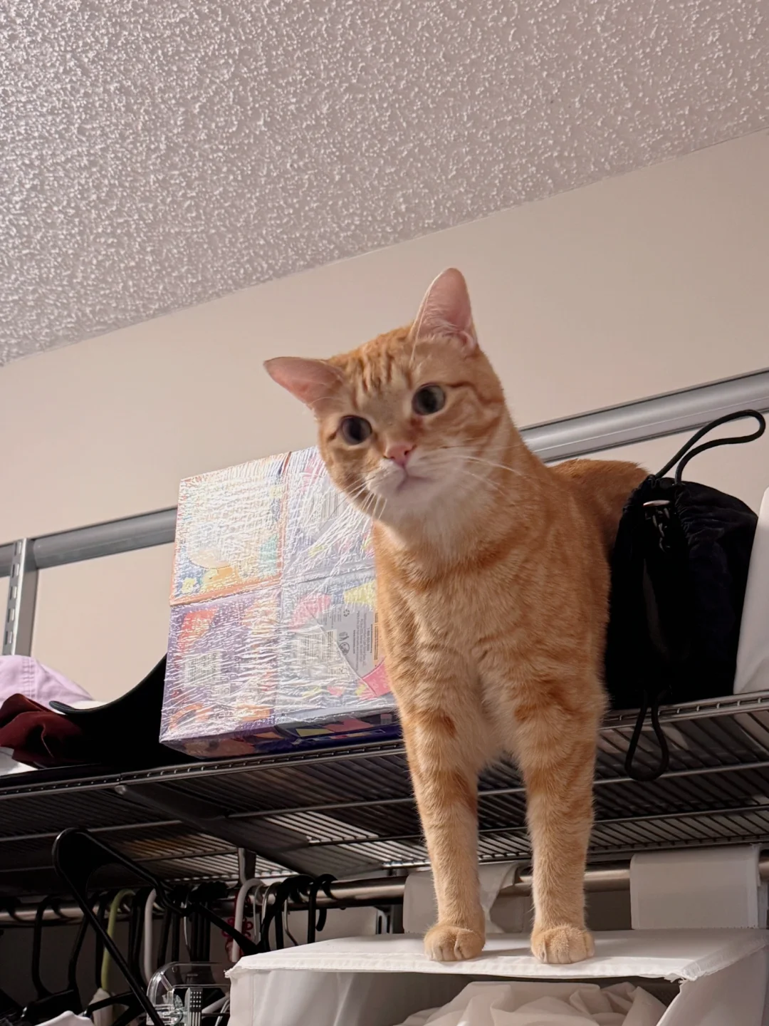 几天不见本德州咪突然多了好多老乡