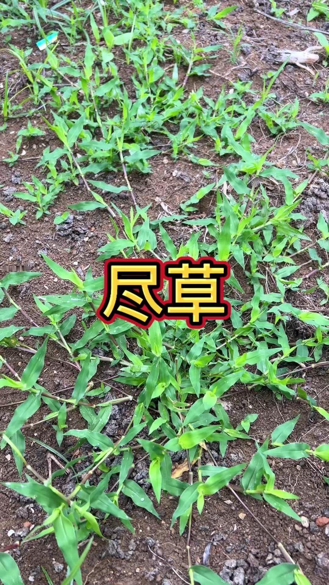 🌿诗经里的「绿竹」竟是植物染料？眼前这个植物可不简单，它叫茎草，是禾本科植物。