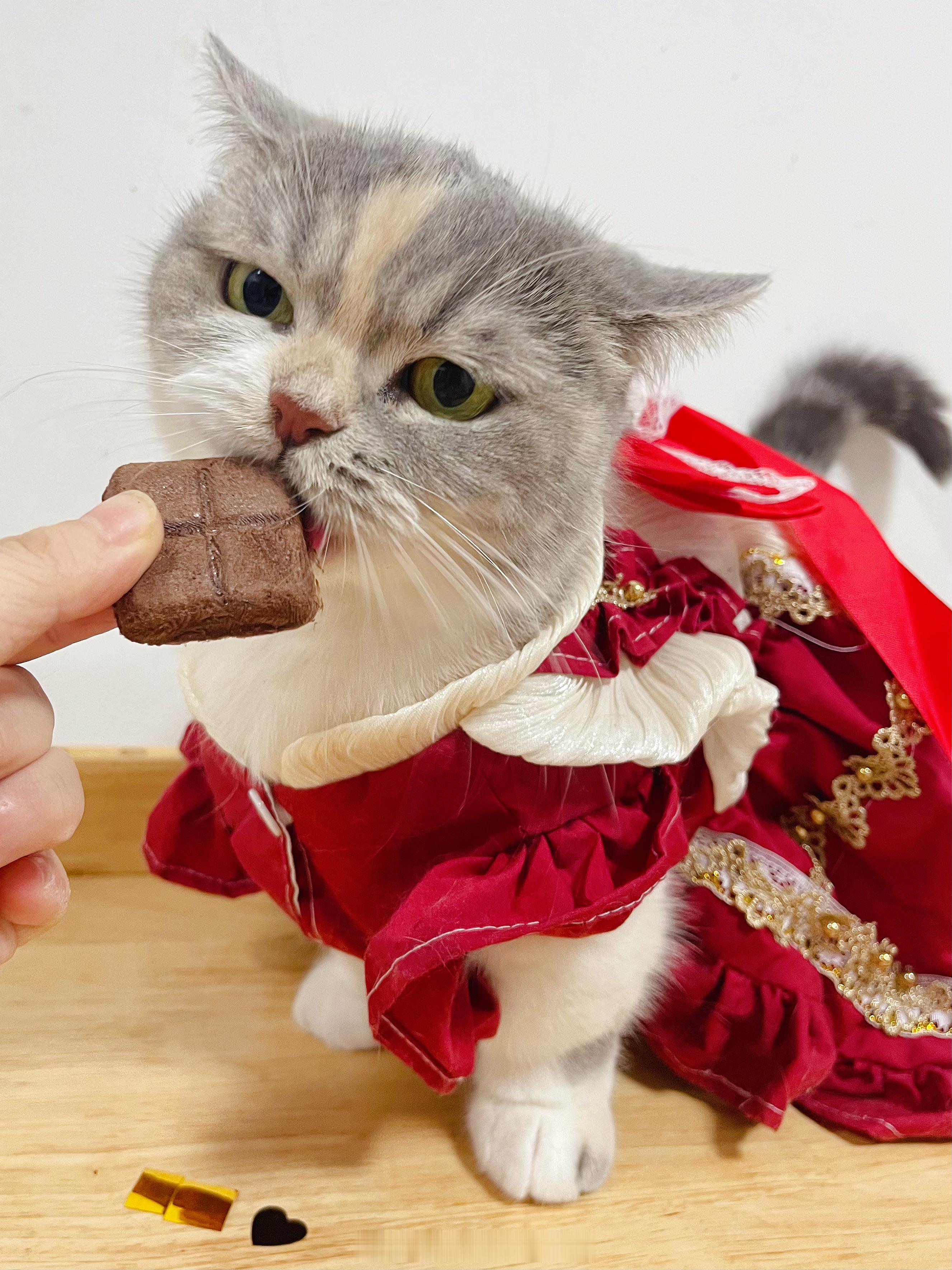 从冷漠到真香🍫（小猫小狗不可以吃真的巧克力哦，这是冻干） ​​​