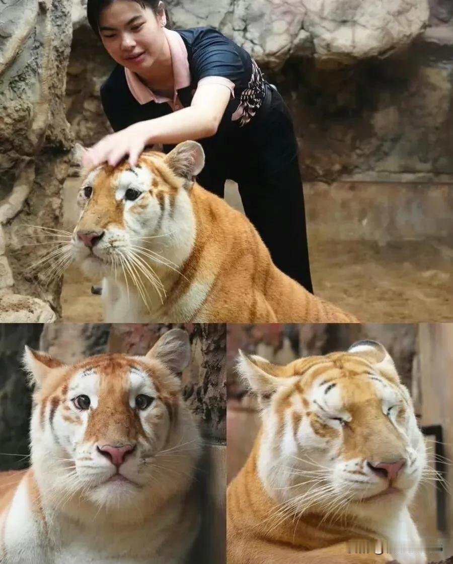 🐯)因外貌而引发热议的泰国老虎 ​