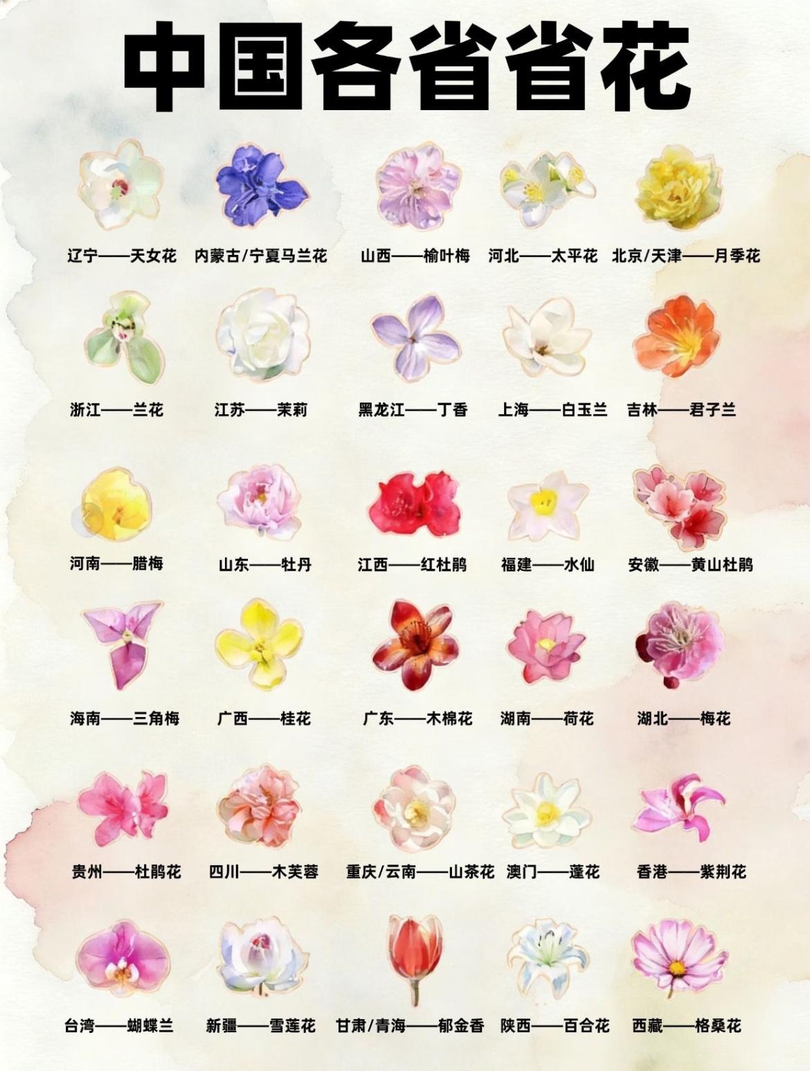 你知道其实咱们每个省份都有自己专属的 “省花” 吗？
这些花不仅娇艳动人，更承载