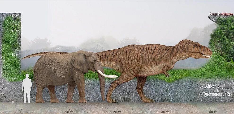 成年霸王龙体长11.5–12.3 米 身高（臀高）≈3.7–4 米（头高约5–5