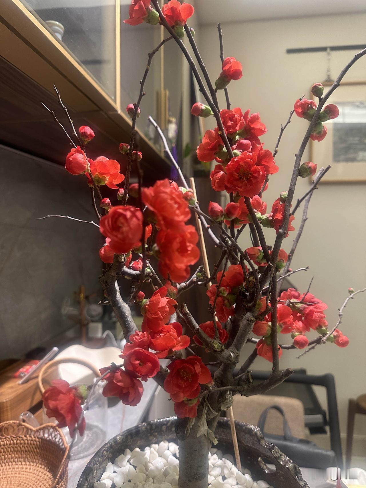 把你随手拍的花分享出来吧