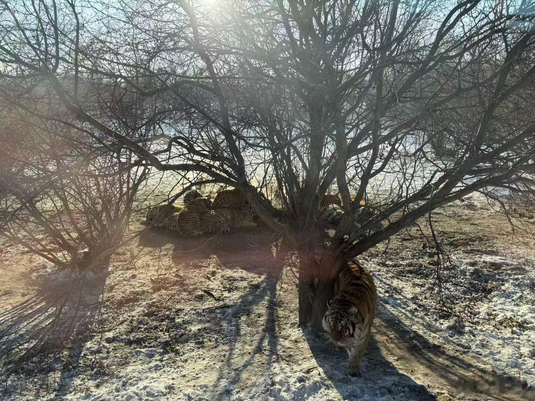 万千气象看龙江  前两天在哈尔滨近距离看到的东北虎，确实能理解古代为什么有百兽之