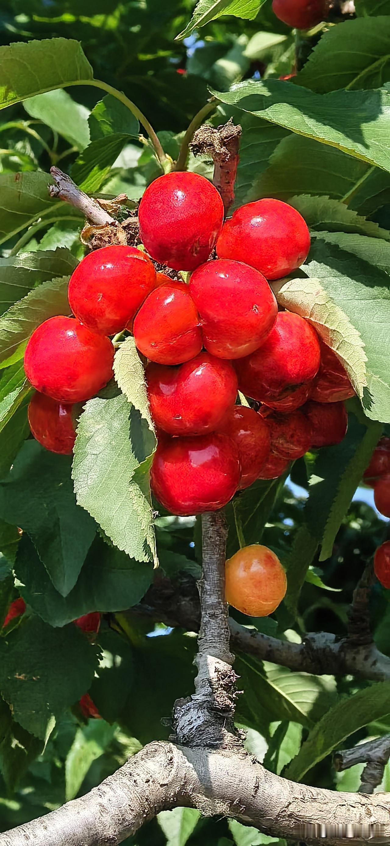 发一张你相册最近拍的花