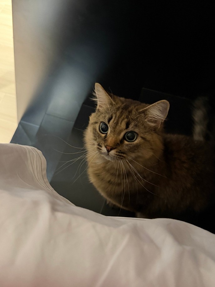 Tarzan更新社媒动态：训练室来了可爱小猫
