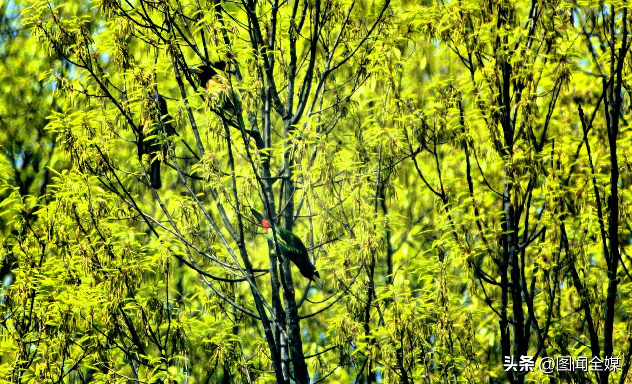 3月28日，在陕西省洋县桑溪镇李家庄三组山村书院屋后及对面橡树林，首次清晰记录到