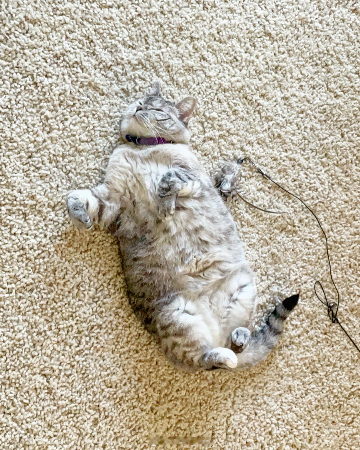 机器猫实锤[偷笑] ​​​
