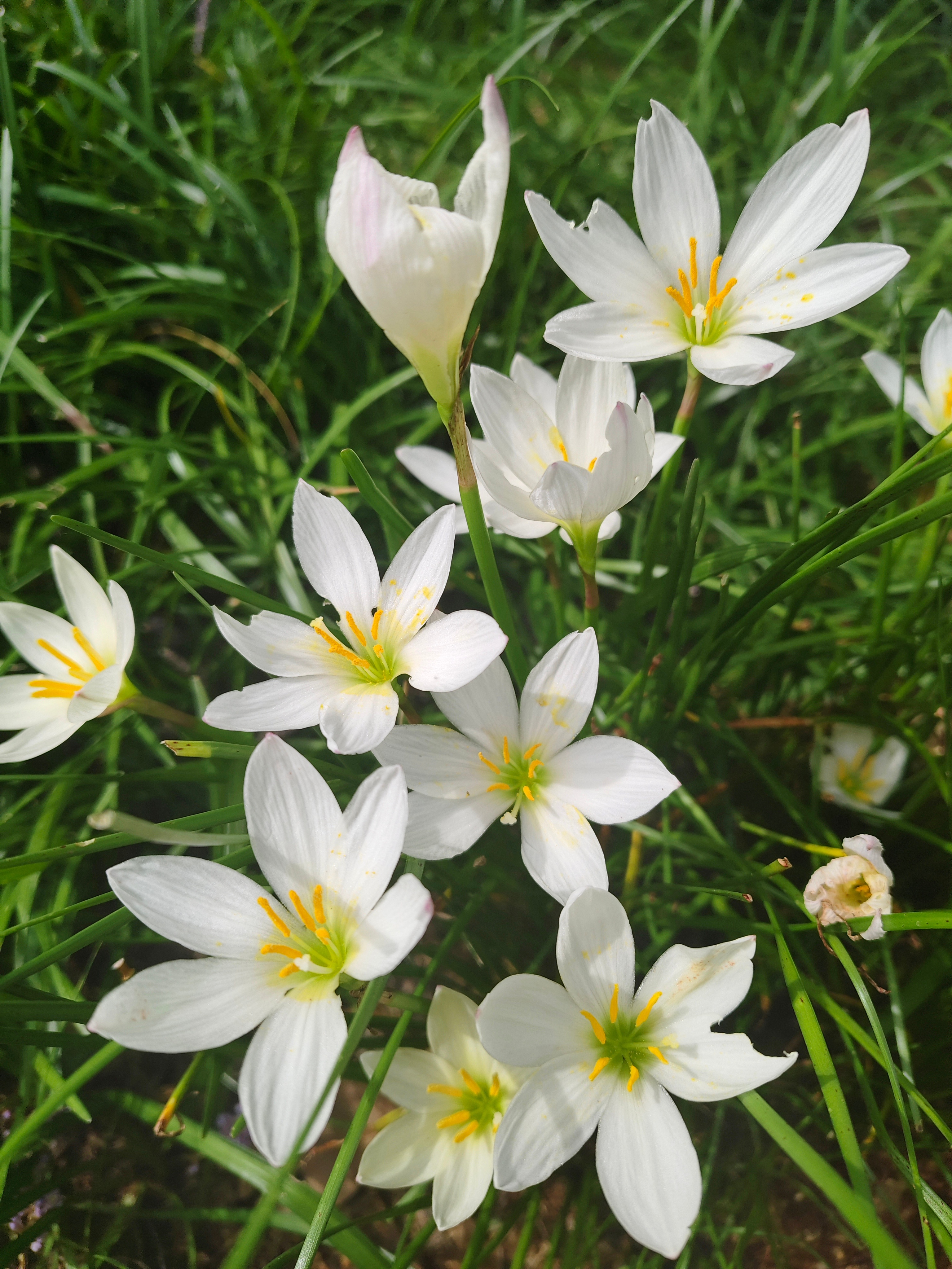 昆明 好看的花花 