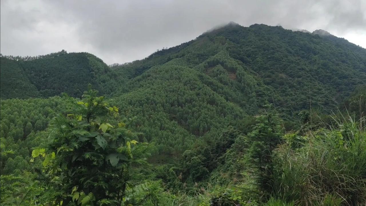 某老板的发坟，狮子头，后面下脉很急，尽头起高头