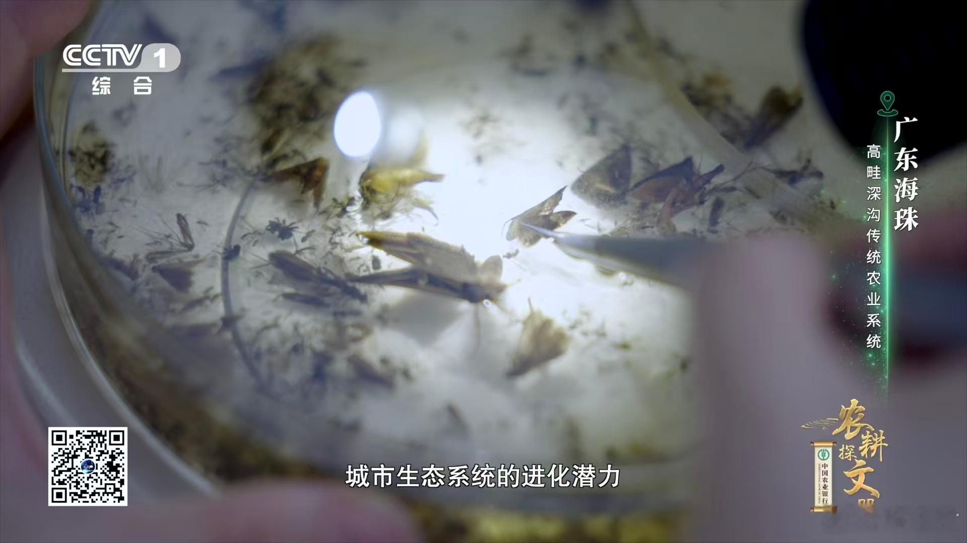 广东近年发现多个新物种广东，这片充满生机的土地，孕育了无数生命的奇迹！比芝麻还小