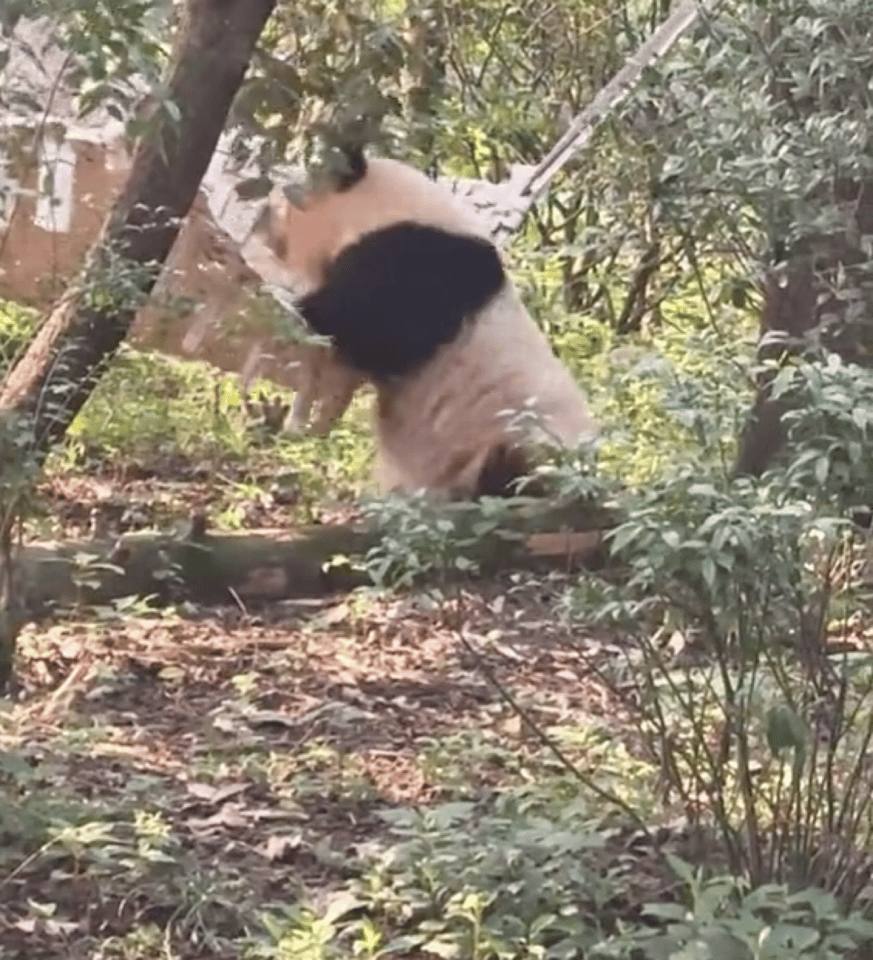 熊猫守护者  熊猫🐼喜欢孤独生活，熊猫是一种以竹子🎍为食的哺乳动物，它们通常