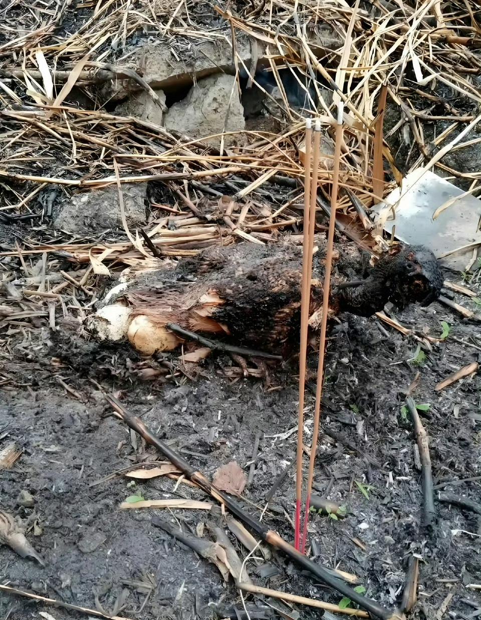 清明，网友扫墓。发现一块山火烧过的地方，竟然有只鸟雀为护蛋而被活活烧死。伟大的母