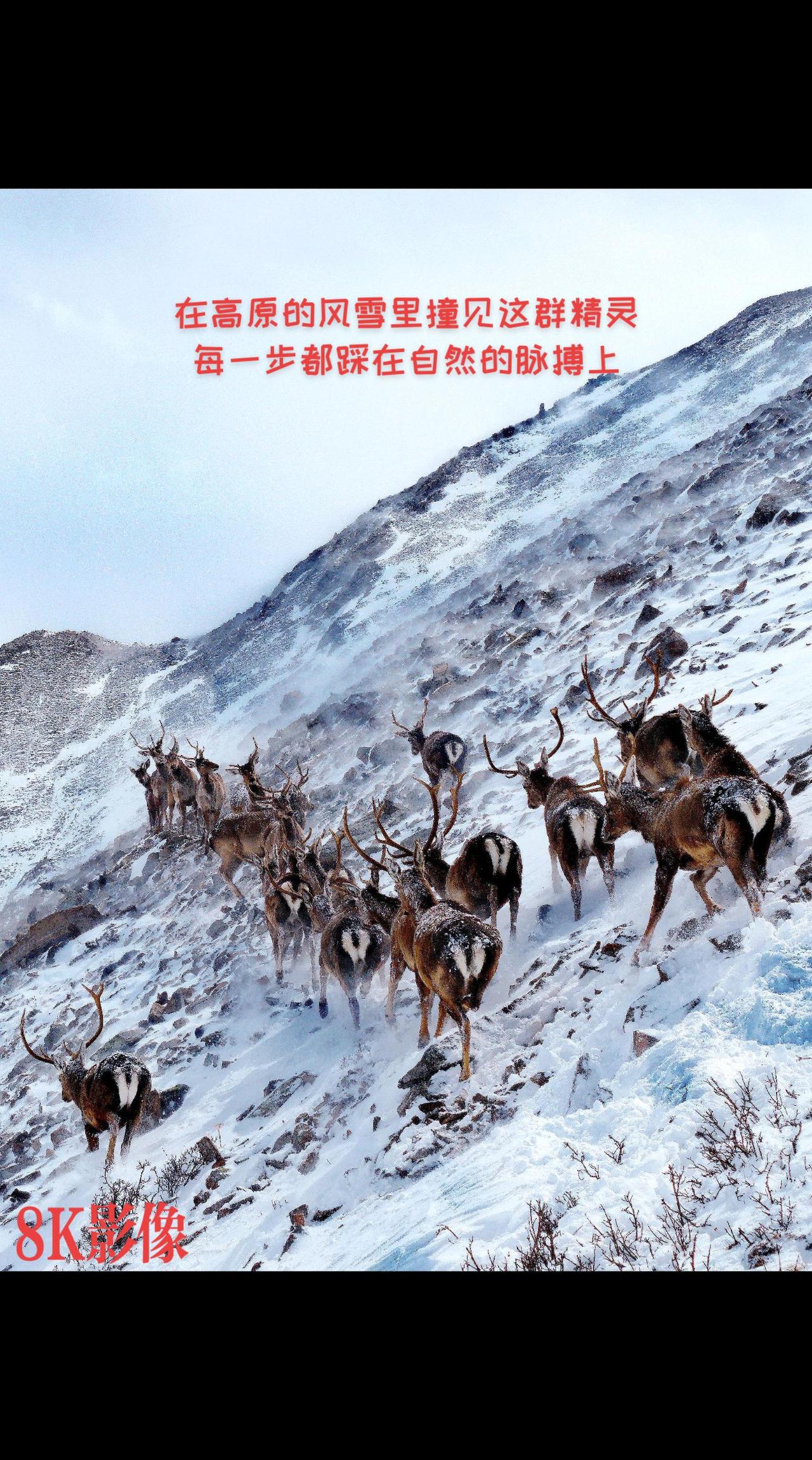 祁连山国家公园我的图片 抖音ai创作 记录下祁连山的壮丽景观