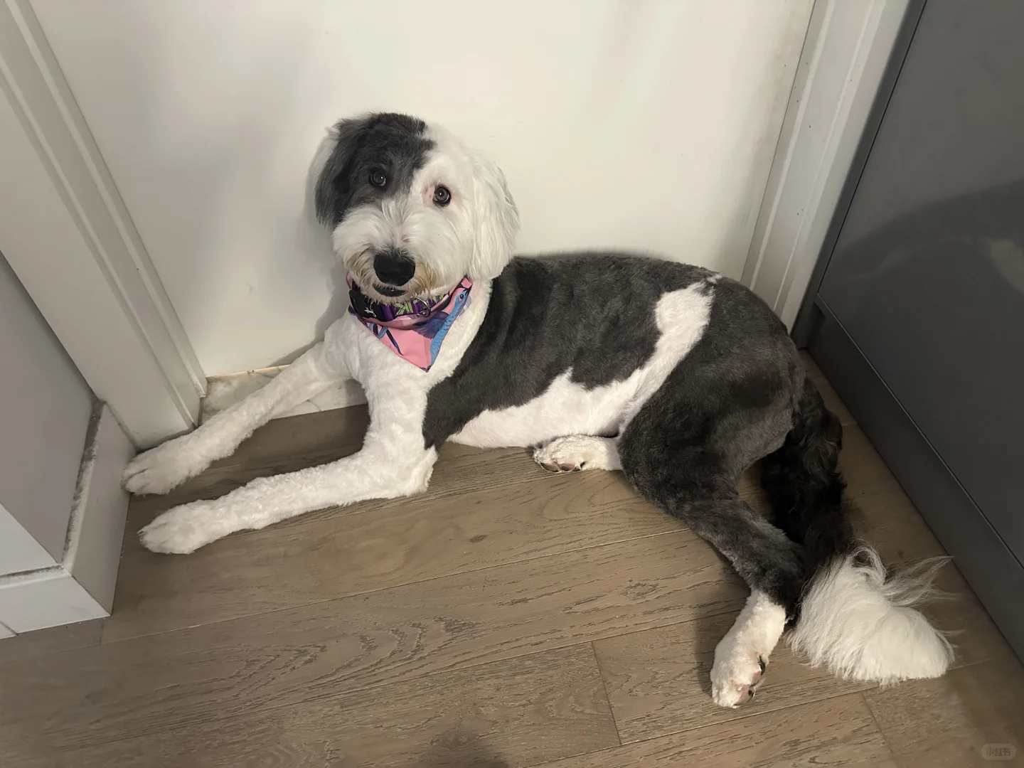 不小心把airpods放洗衣机里洗了……