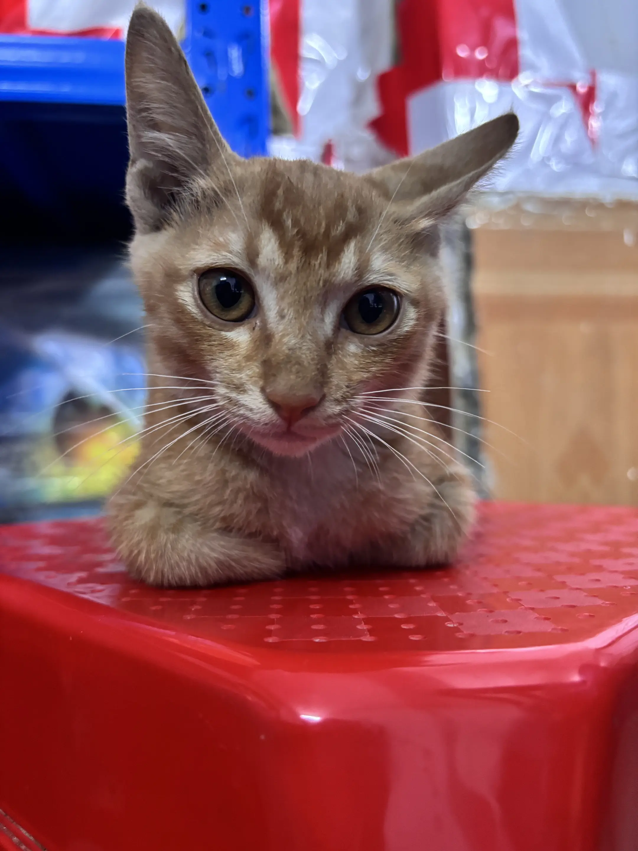 猫