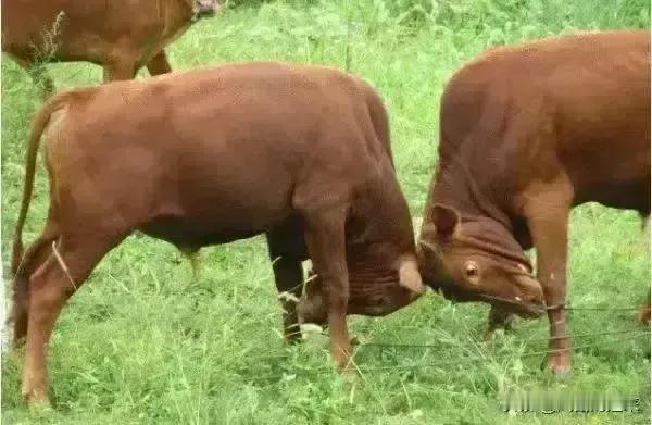 [[星星眼]今日天津女排如何对阵江苏女排，我有一点不同意见[碰拳]]

    