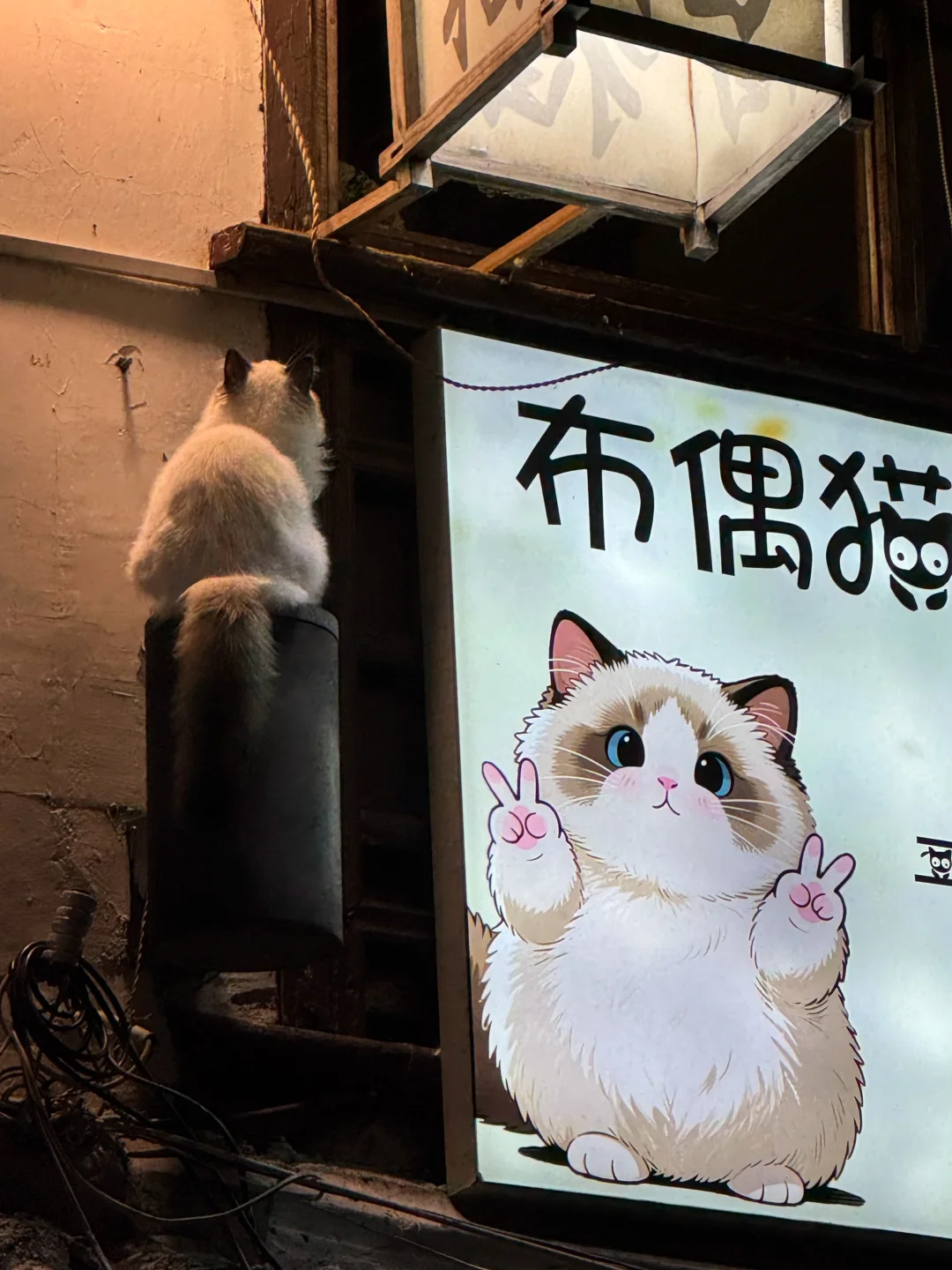 打工猫，打工魂