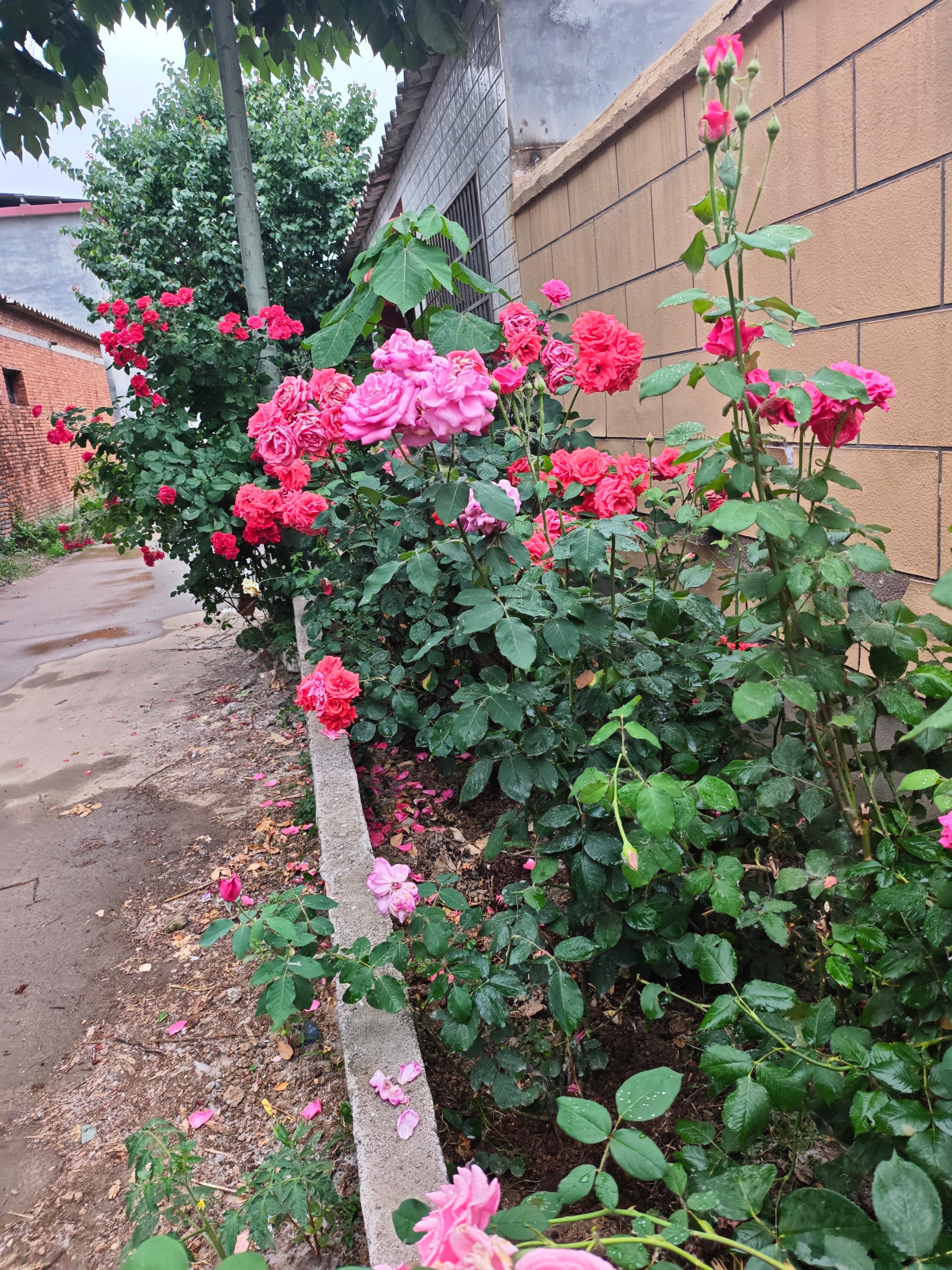 路边的野花，你不要采～但是真的好漂亮 
