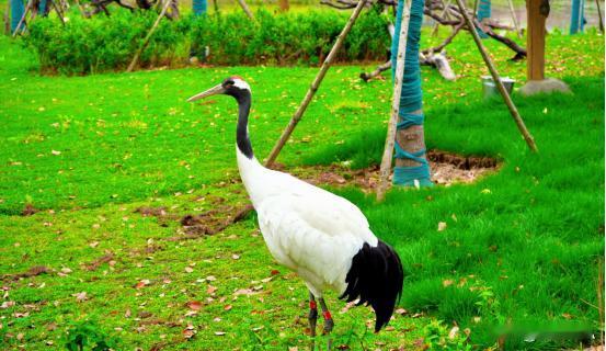 鄂州灵玲野生动物园又迎贵客！五彩金刚鹦鹉身披彩虹羽衣，在枝头婉转鸣唱，宛如雨林精