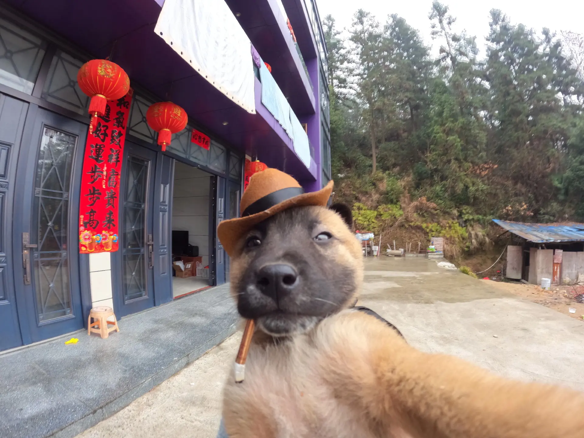 万一真是小狗自己拍的。
