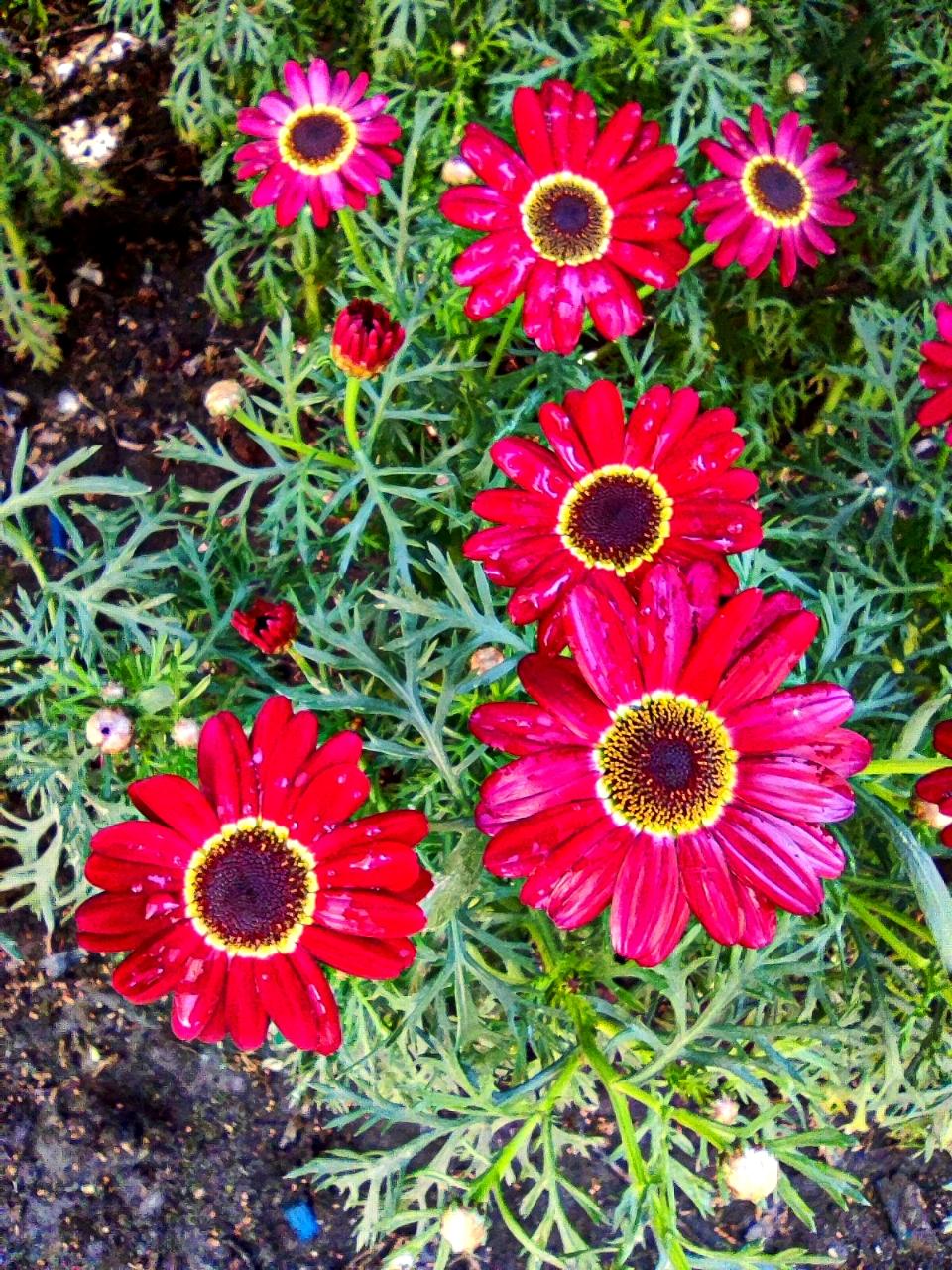 美丽的《玛格丽特》花
   玛格丽特花又称法兰西菊，花色艳丽，花形清新，常被赋予