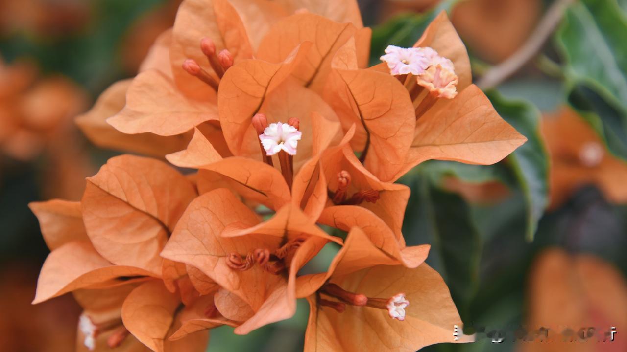 晒图笔记大赛金灿灿的三角梅，又称叶子花，黄色叶子比粉白花更鲜艳亮眼[耶]随手拍花