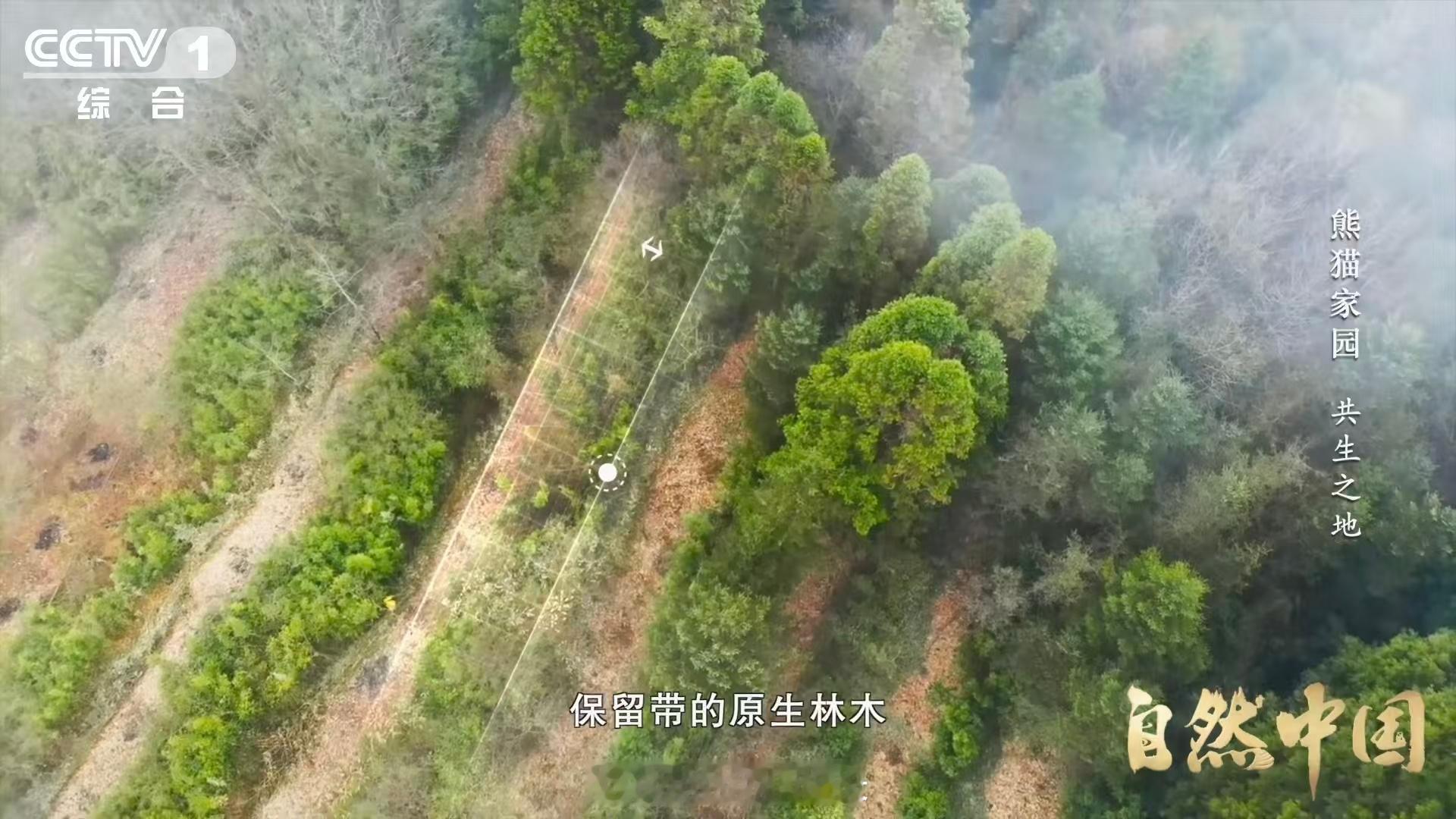 原来大熊猫不喜欢竹林疯长 🎋 甜蜜的负担了解一下！大熊猫爱吃的竹子，长太密反而