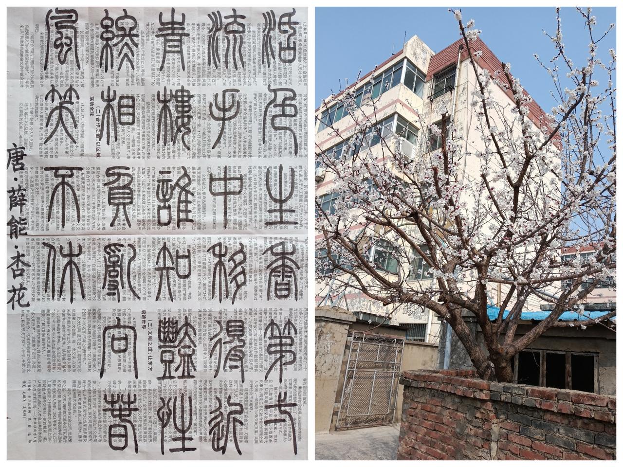 书法练习打卡，篆书唐朝薛能诗，“杏花”。诗曰：活色生香第一流，手中移得近青楼。谁