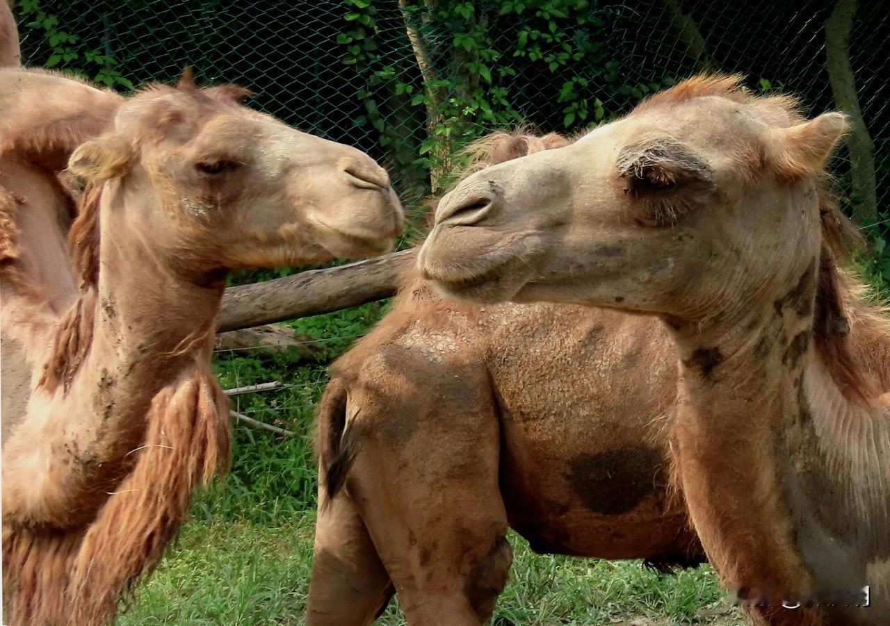 双驼相伴行，情浓意更浓。
宁波动物园