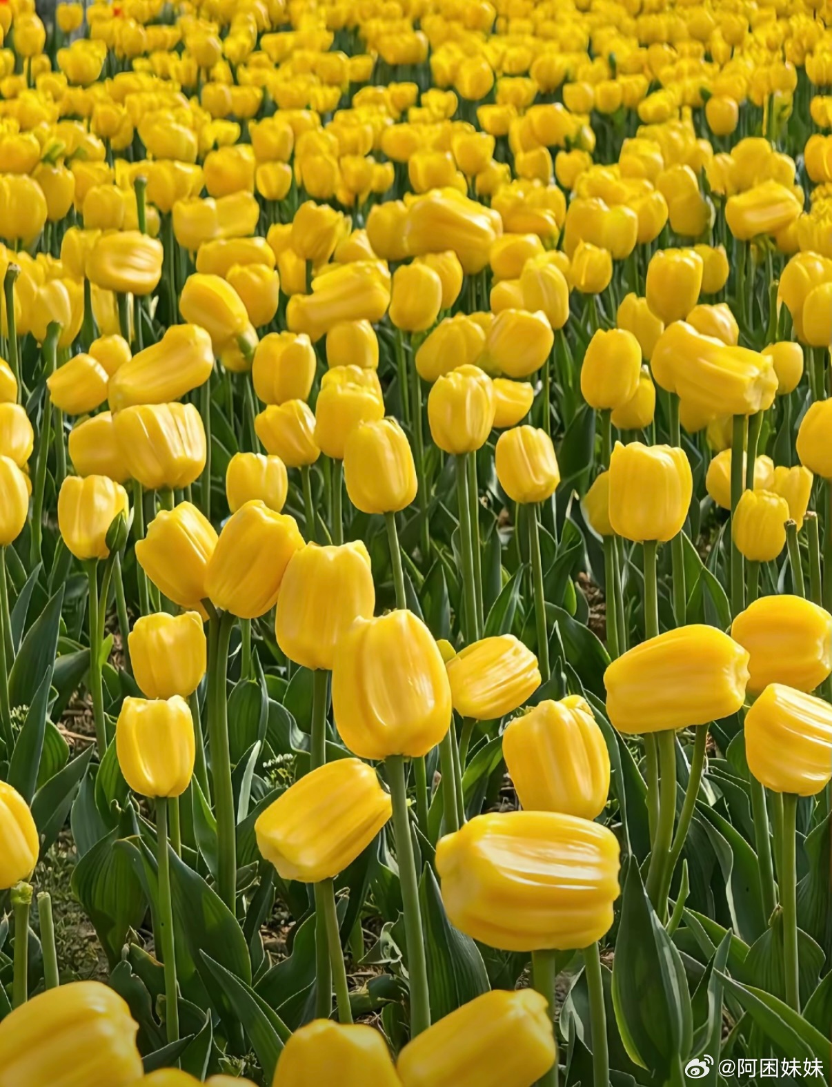 这才是赏郁金香的正确打开方式