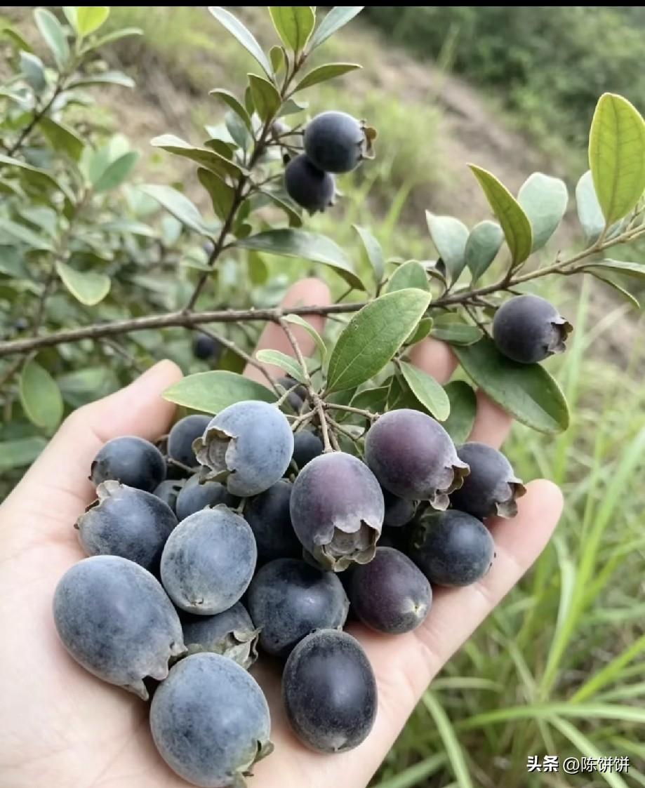 平台上还有多少人记得它叫啥名吗？