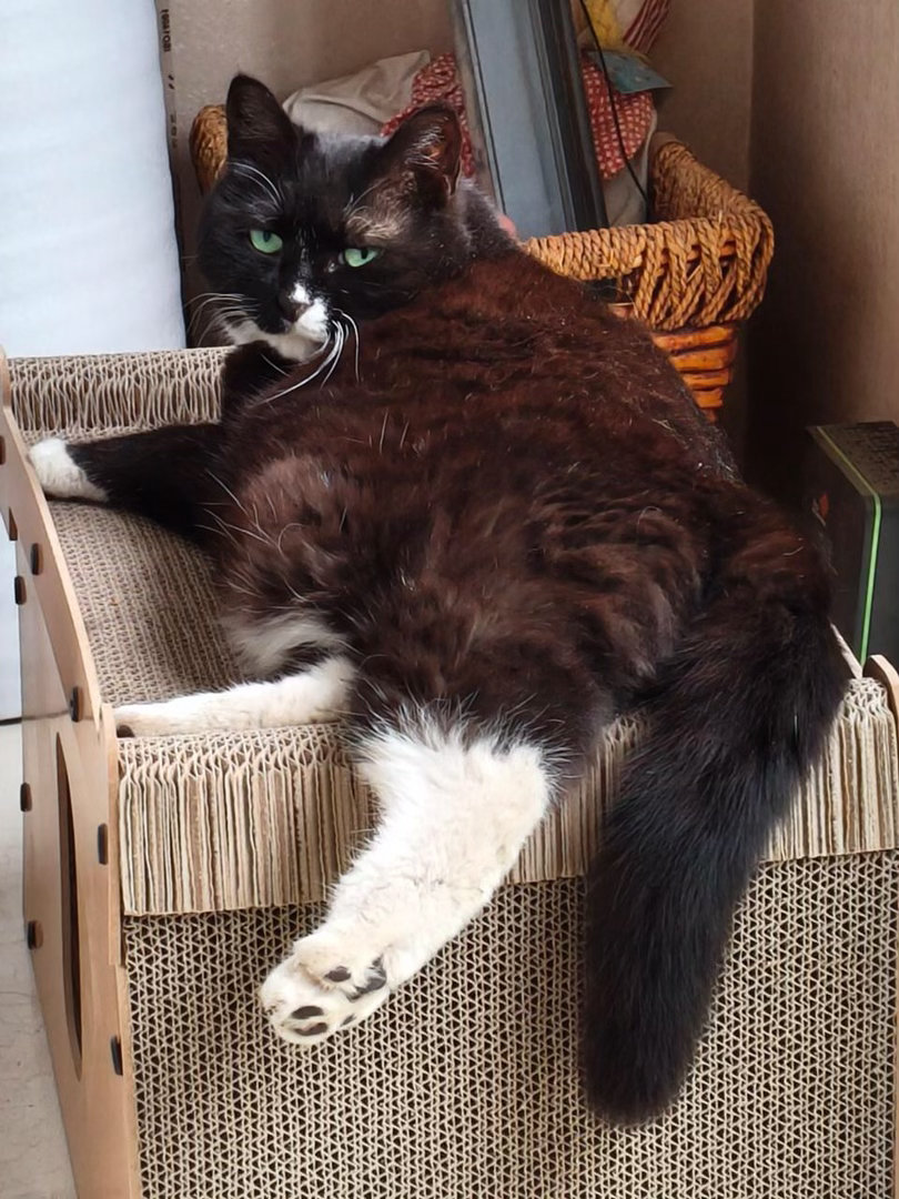 “juicy小猫喜欢吗🎶”“长得胖就长得胖还猪系♫”daily奶牛猫 （投稿：