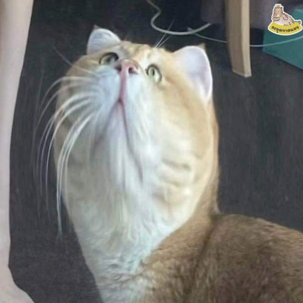 长腿猫