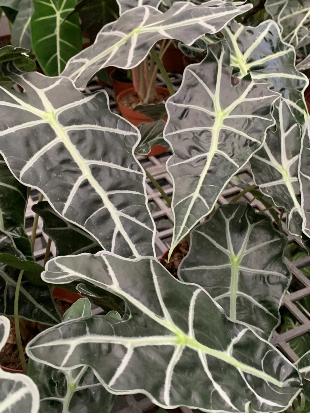 轻岛 | 霸气与优雅并存的大仙女海芋😎