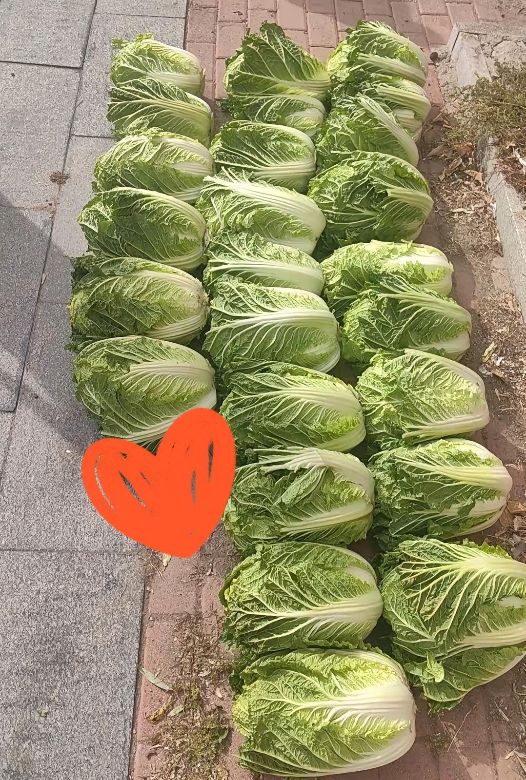 这一地码得整整齐齐的大白菜，看着就让人踏实！

东北人囤秋菜的仪式感，那叫一个硬