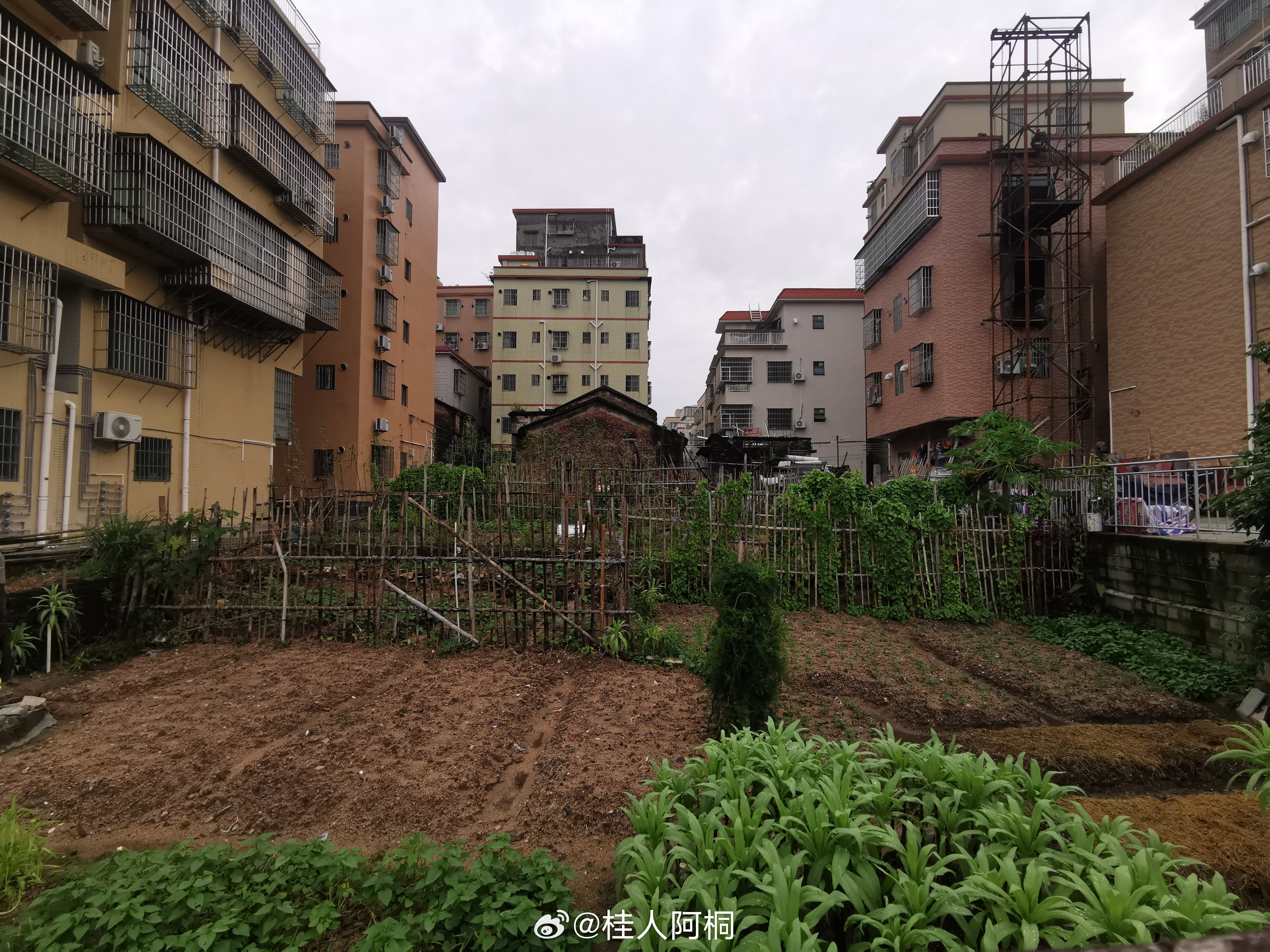 生活手记 在大城市里能有个一亩三分地是多么珍贵的事！ 