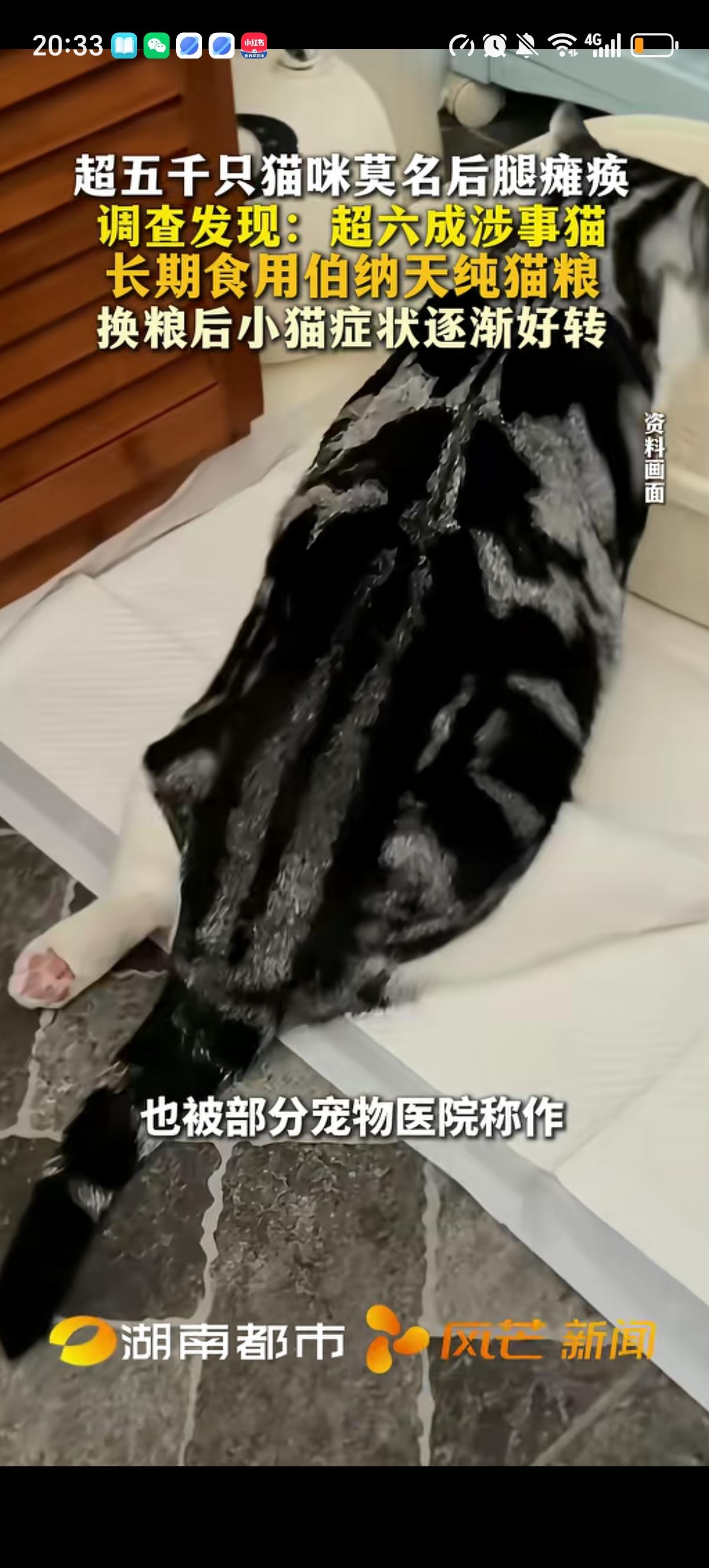 有超5千只猫咪后腿莫名瘫痪，只能靠前只拖着走，猫主人们自发组成了互助群，总结出了