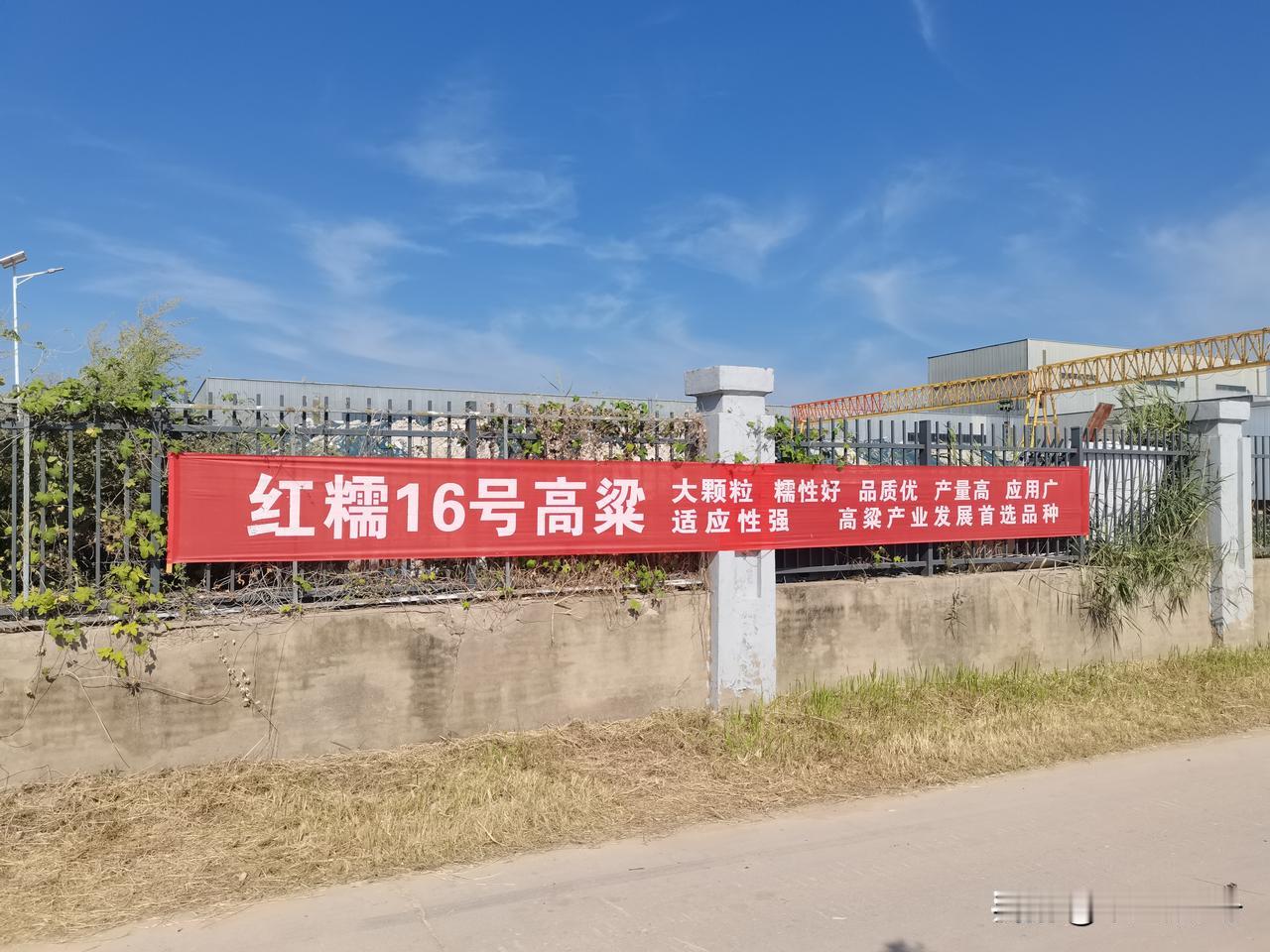 快来打卡，陕西三原引种的高粱红糯16号马上成熟
今年位于关中平原的三原县西阳镇正